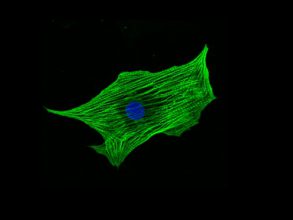 Cells-green500